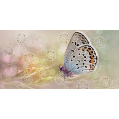 Плитка 08-05-23-371-1 Мечта Бабочка 40х20