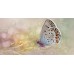 Плитка 08-05-23-371-1 Мечта Бабочка 40х20