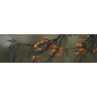 Плитка OS/A118/9016 Тракай глянцевый 8.5x28.5