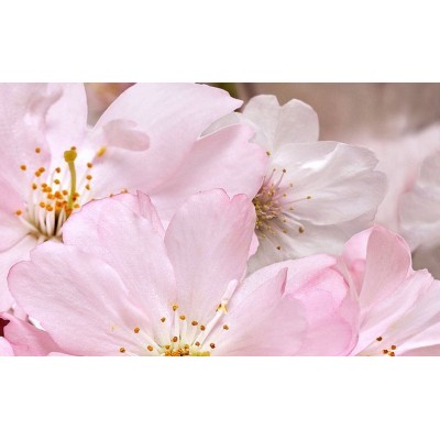 Плитка 09-01-41-663 Букет декоративный массив розовый 25x40