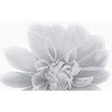 Плитка 010301001886 Камелия чёрный декор 03 25х40